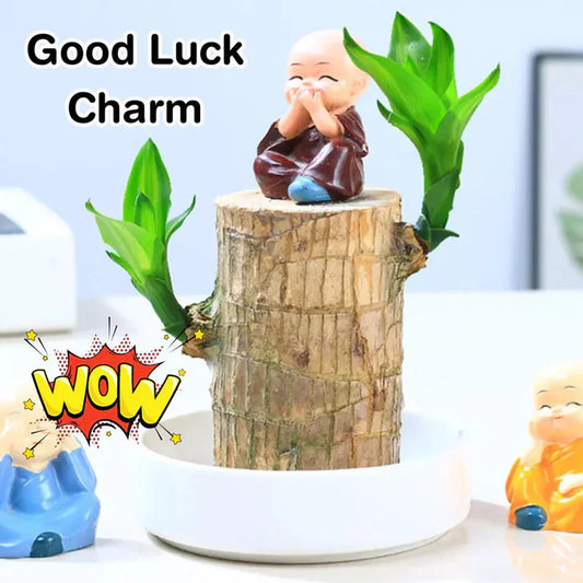 Lucky Brazil Wood Potted Plant